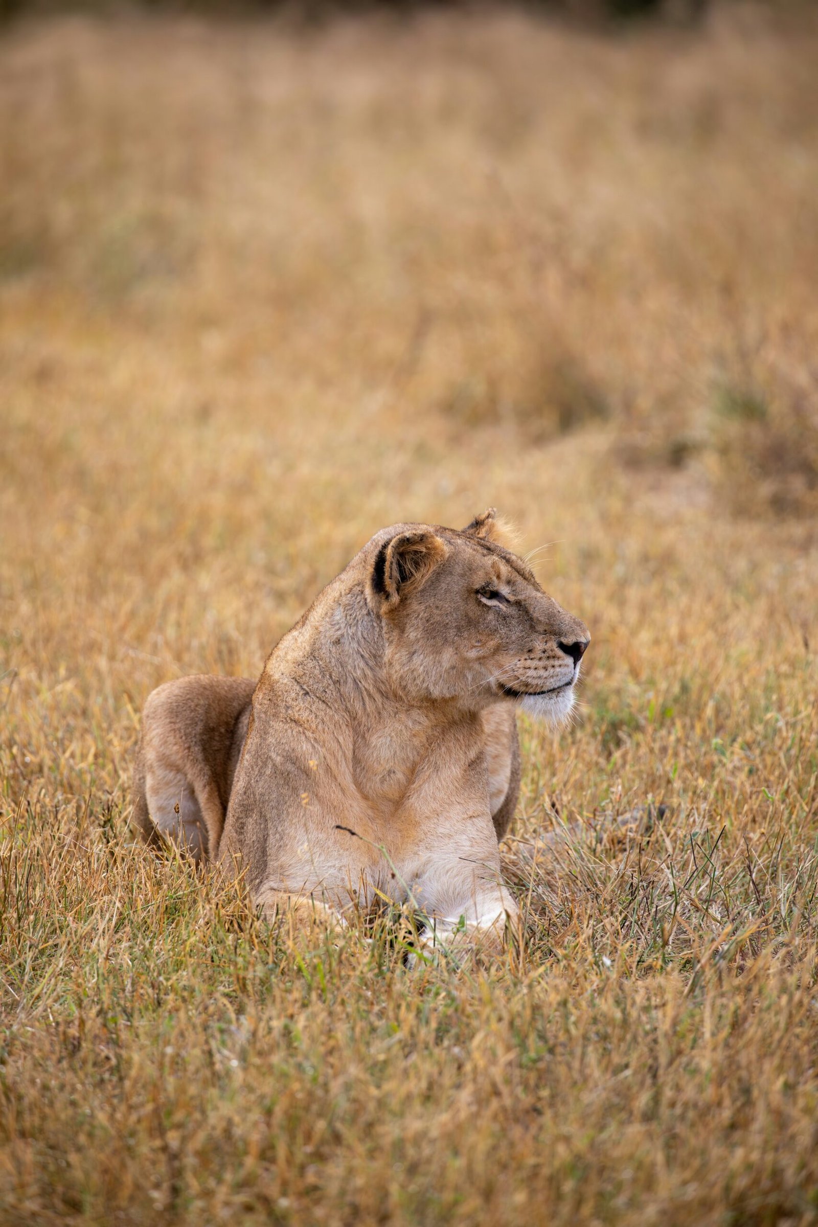 A lion laying down in a field of tall grass